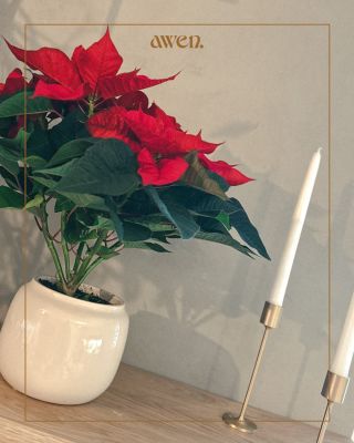 Moje první vánoce vytvořené na míru pro někoho jiného než pro mě a mou rodinu. A navíc v tak krásném domově. Musím uznat,...